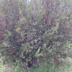 Grevillea rosmarinifolia subsp. rosmarinifolia at Theodore, ACT - 10 Sep 2021