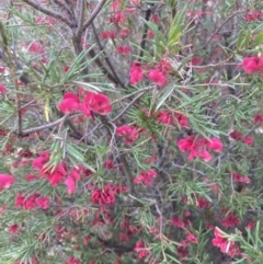 Grevillea rosmarinifolia subsp. rosmarinifolia at Theodore, ACT - 10 Sep 2021
