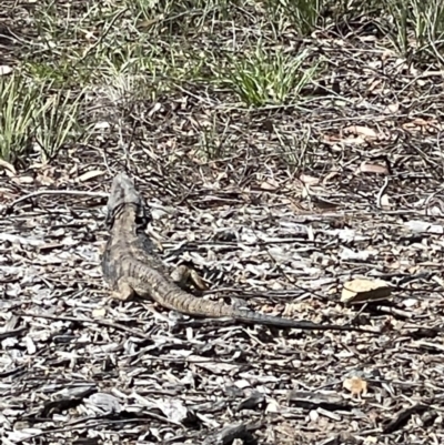 Pogona barbata (Eastern Bearded Dragon) at Casey, ACT - 12 Sep 2021 by xole