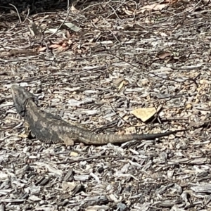 Pogona barbata at Casey, ACT - 12 Sep 2021