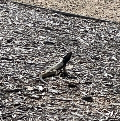 Pogona barbata at Casey, ACT - suppressed