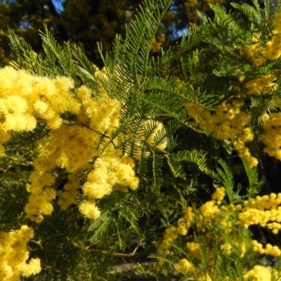 Acacia decurrens (Green Wattle) at Farrer Ridge - 8 Sep 2021 by MatthewFrawley