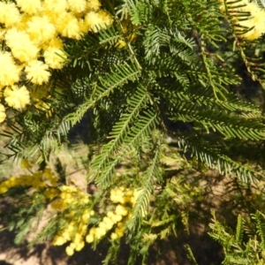 Acacia decurrens at Tuggeranong DC, ACT - 8 Sep 2021 04:01 PM