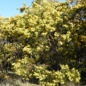 Acacia decurrens at Tuggeranong DC, ACT - 8 Sep 2021 04:01 PM