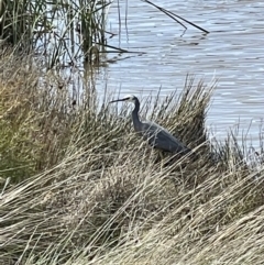 Egretta novaehollandiae (White-faced Heron) at Taylor, ACT - 12 Sep 2021 by xole