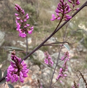 Indigofera australis subsp. australis at Theodore, ACT - 10 Sep 2021 11:57 AM