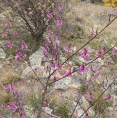 Indigofera australis subsp. australis at Theodore, ACT - 10 Sep 2021 11:57 AM