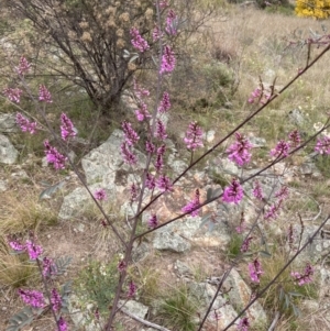 Indigofera australis subsp. australis at Theodore, ACT - 10 Sep 2021