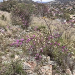 Indigofera australis subsp. australis at Theodore, ACT - 10 Sep 2021