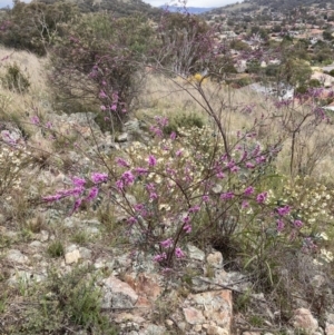 Indigofera australis subsp. australis at Theodore, ACT - 10 Sep 2021 11:57 AM