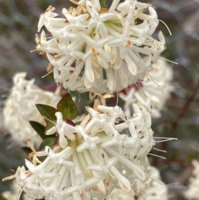 Pimelea linifolia (Slender Rice Flower) at Theodore, ACT - 10 Sep 2021 by AnneG1