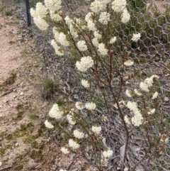 Pimelea linifolia at Theodore, ACT - 10 Sep 2021 11:54 AM