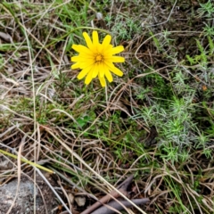 Microseris walteri (Yam Daisy, Murnong) at Kambah, ACT - 12 Sep 2021 by HelenCross