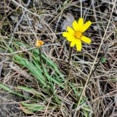 Microseris walteri at Kambah, ACT - 12 Sep 2021 11:28 AM