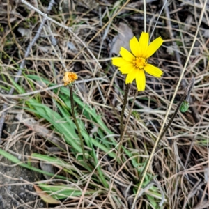 Microseris walteri at Kambah, ACT - 12 Sep 2021 11:28 AM