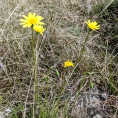 Microseris walteri (Yam Daisy, Murnong) at Kambah, ACT - 12 Sep 2021 by HelenCross