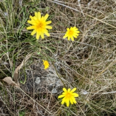 Microseris walteri at Kambah, ACT - 12 Sep 2021 10:09 AM