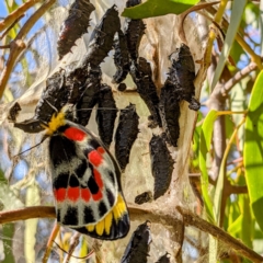 Delias harpalyce (Imperial Jezebel) at Tuggeranong DC, ACT - 12 Sep 2021 by HelenCross