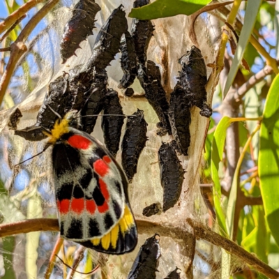 Delias harpalyce (Imperial Jezebel) at Tuggeranong DC, ACT - 12 Sep 2021 by HelenCross