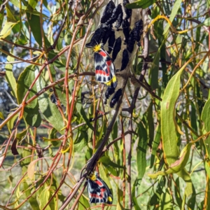 Delias harpalyce at Tuggeranong DC, ACT - suppressed