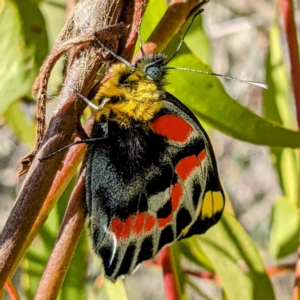 Delias harpalyce at Tuggeranong DC, ACT - suppressed