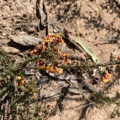 Dillwynia phylicoides (A Parrot-pea) at Black Mountain - 12 Sep 2021 by Jenny54
