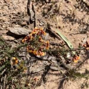 Dillwynia phylicoides at Bruce, ACT - 12 Sep 2021 10:00 AM