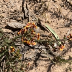 Dillwynia phylicoides at Bruce, ACT - 12 Sep 2021