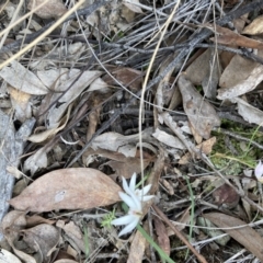 Caladenia fuscata (Dusky Fingers) at Black Mountain - 12 Sep 2021 by Jenny54