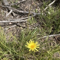 Microseris walteri (Yam Daisy, Murnong) at Black Mountain - 12 Sep 2021 by Jenny54