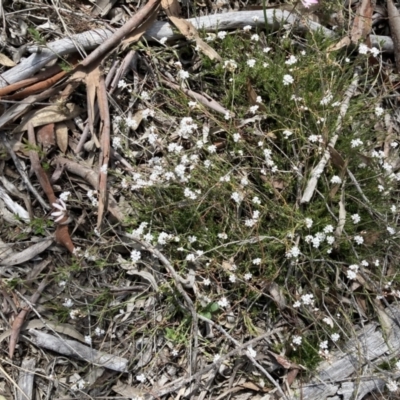 Leucopogon virgatus (Common Beard-heath) at Black Mountain - 12 Sep 2021 by Jenny54