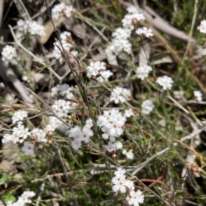 Leucopogon virgatus at Bruce, ACT - 12 Sep 2021