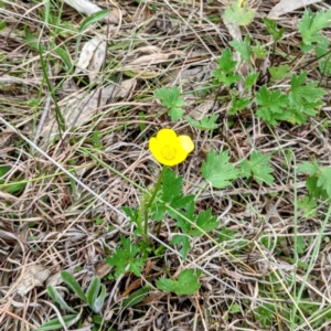 Ranunculus lappaceus at Kambah, ACT - 12 Sep 2021