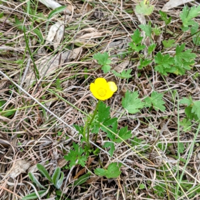 Ranunculus lappaceus (Australian Buttercup) at Bullen Range - 12 Sep 2021 by HelenCross