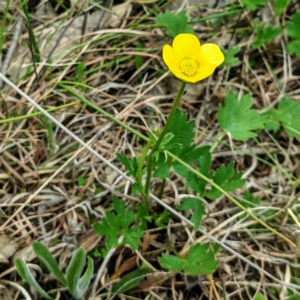 Ranunculus lappaceus at Kambah, ACT - 12 Sep 2021 11:32 AM