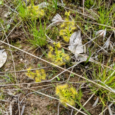 Drosera (genus) (A Sundew) at Kambah, ACT - 12 Sep 2021 by HelenCross