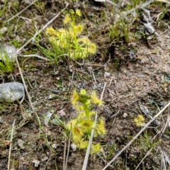 Drosera sp. at Kambah, ACT - 12 Sep 2021