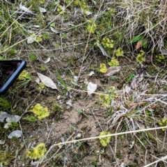 Drosera sp. at Kambah, ACT - 12 Sep 2021