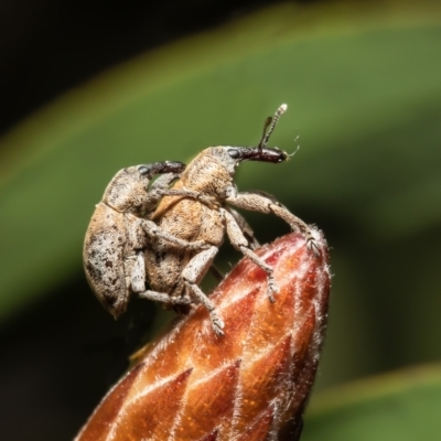 Curculionidae (family) (Unidentified weevil) at Macgregor, ACT - 12 Sep 2021 by Roger