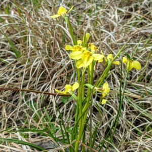 Diuris chryseopsis at Tuggeranong DC, ACT - suppressed