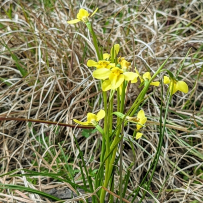 Diuris chryseopsis (Golden Moth) at Bullen Range - 12 Sep 2021 by HelenCross