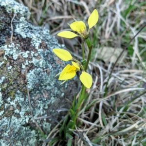 Diuris chryseopsis at Tuggeranong DC, ACT - suppressed