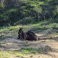 Osphranter robustus (Wallaroo) at Bullen Range - 11 Sep 2021 by HelenCross