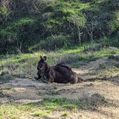 Osphranter robustus (Wallaroo) at Stromlo, ACT - 11 Sep 2021 by HelenCross