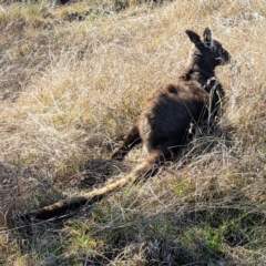 Osphranter robustus robustus at Stromlo, ACT - 12 Sep 2021