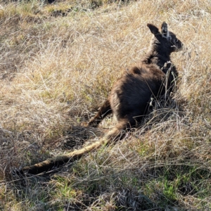 Osphranter robustus robustus at Stromlo, ACT - 12 Sep 2021