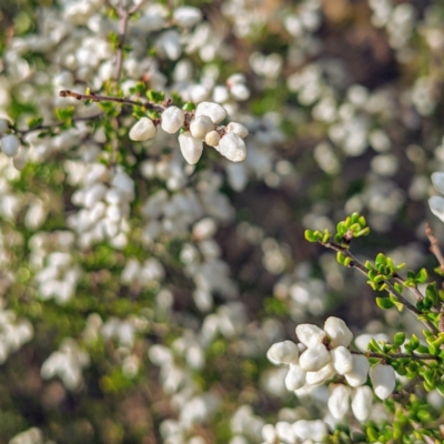 Cryptandra amara (Bitter Cryptandra) at Stromlo, ACT - 11 Sep 2021 by HelenCross