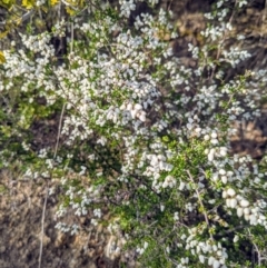 Cryptandra amara at Stromlo, ACT - 12 Sep 2021 07:24 AM