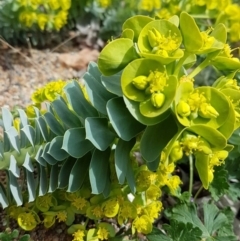 Euphorbia myrsinites (Myrtle Spurge, Donkey Tail) at Theodore, ACT - 12 Sep 2021 by VeraKurz