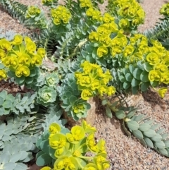 Euphorbia myrsinites at Theodore, ACT - 12 Sep 2021